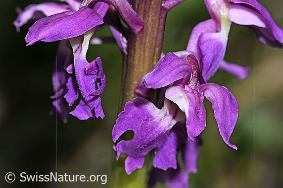 Foto: Männliches Knabenkraut (Orchis mascula). Blüten und Stängel.