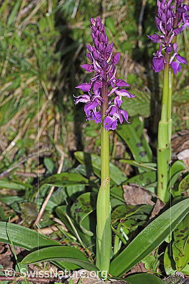 Foto: Männliches Knabenkraut (Orchis mascula). Ganze Pflanze (Habitus).