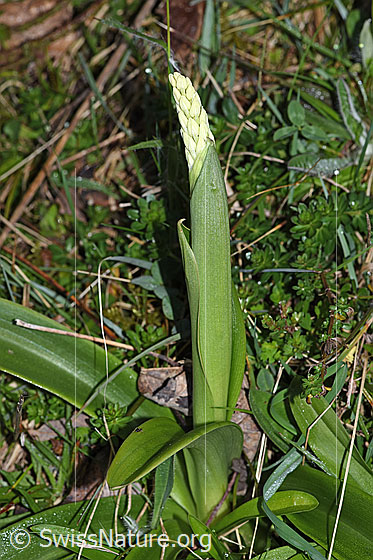 Foto: Männliches Knabenkraut (Orchis mascula). Hüllblatt und Blütenstand. Die Blüten sind noch nicht geöffnet.