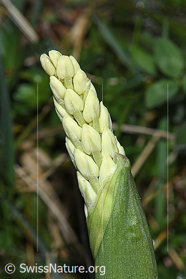 Foto: Männliches Knabenkraut (Orchis mascula). Hüllblatt und Blütenstand. Die Blüten sind noch nicht geöffnet.