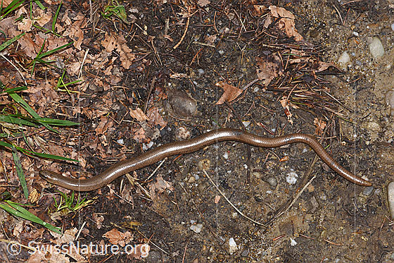 Foto: Blindschleiche (Anguis fragilis). Gesamtansicht.