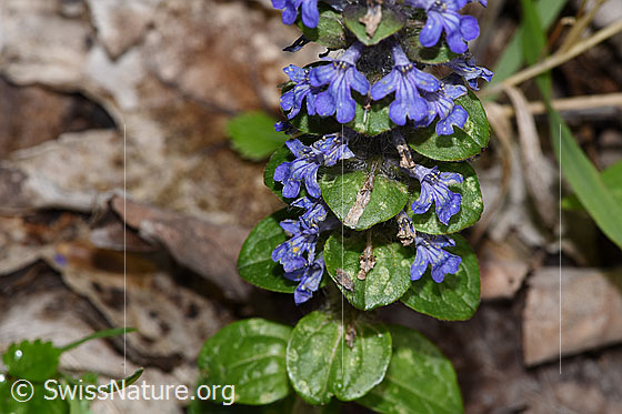 Foto: Kriechender Günsel (Ajuga reptans). Blüten und Blätter.