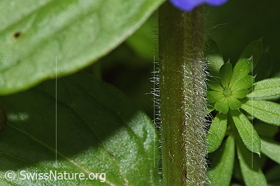 Foto: Kriechender Günsel (Ajuga reptans). Stängel.