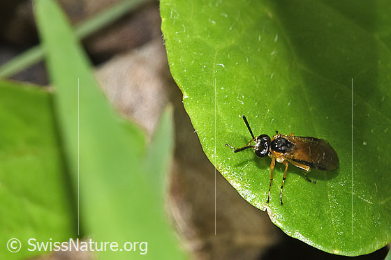 Photo: Probably Echte leafwespe. Length 7 - 10mm. View from top front.
