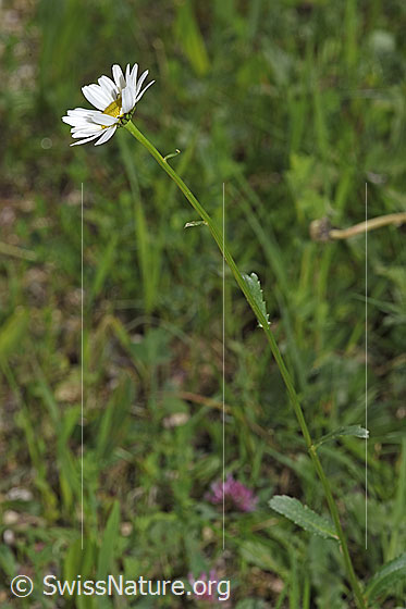 Foto: Gewöhnliche Wiesen-Margerite (Leucanthemum vulgare). Ganze Pflanze (Habitus).