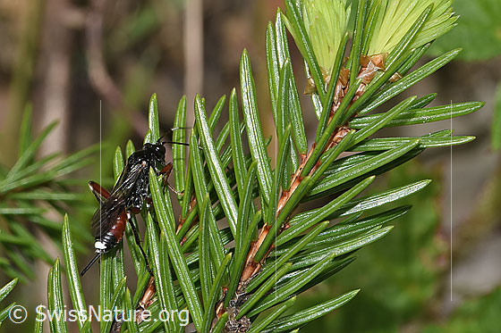 Photo: Agrothereutes leucorhaeus on conifer. Length 11mm. Female. View from the side.