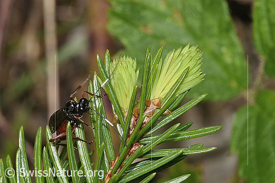 Foto: Agrothereutes leucorhaeus (Schlupfwespe) auf Nadelbaum. Länge 11mm. Weibchen. Ansicht von vorne.
