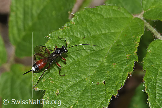 Foto: Agrothereutes leucorhaeus (Schlupfwespe) auf Blatt. Länge 11mm. Weibchen. Ansicht von seitlich oben.