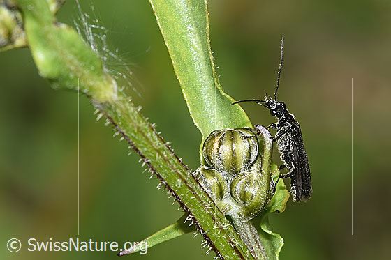 Foto: Oedemera tristis (Scheinbockkäfer). Länge 9mm. Ansicht von der Seite.