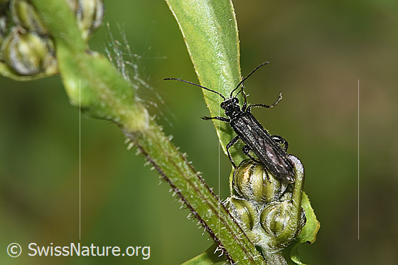 Foto: Oedemera tristis (Scheinbockkäfer). Länge 9mm. Ansicht von oben.
