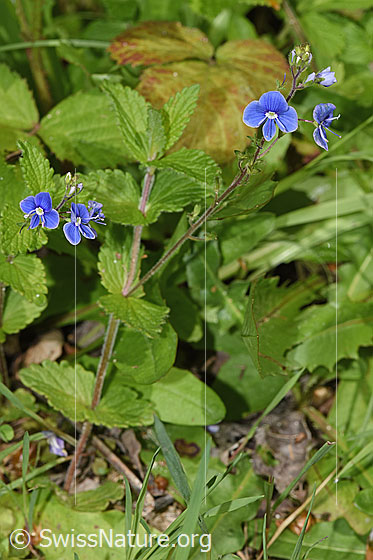 Photo: Veronica chamaedrys. Whole plant (habiti).