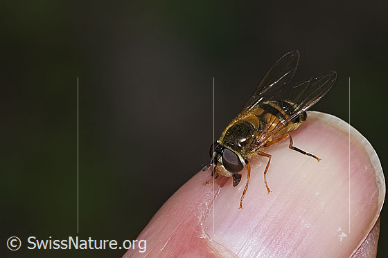Foto: Zweiband-Wiesenschwebfliege (Epistrophe eligans). Länge 10 - 12mm. Weibchen. Ansicht von seitlich oben.