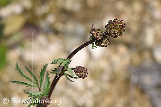 Photo: Sanguisorba minor. Stem and inflorescence.