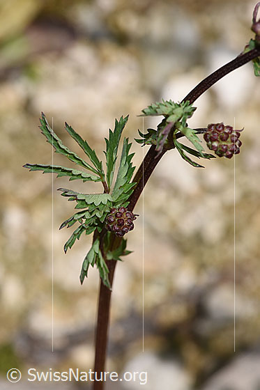Foto: Kleiner Wiesenknopf (Sanguisorba minor). Stängel und Stängelblätter.