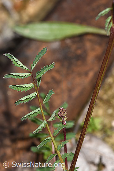 Foto: Kleiner Wiesenknopf (Sanguisorba minor). Stängelblätter.