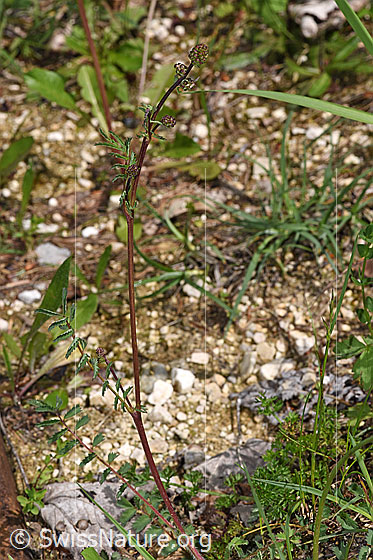 Foto: Kleiner Wiesenknopf (Sanguisorba minor). Ganze Pflanze (Habitus).