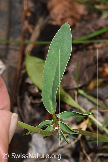 Foto: Echter Wundklee (Anthyllis vulneraria). Stängelblatt und Stängel.