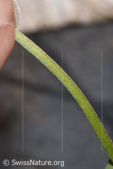 Foto: Echter Wundklee (Anthyllis vulneraria). Stängel.