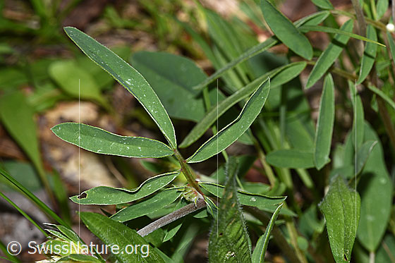 Foto: Echter Wundklee (Anthyllis vulneraria). Stängelblatt.