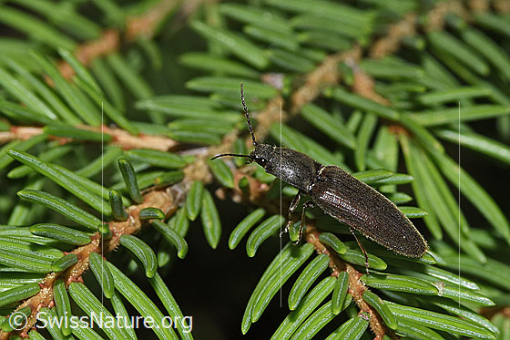Rotbauchiger Laubschnellkäfer (Athous haemorrhoidalis) auf Baum