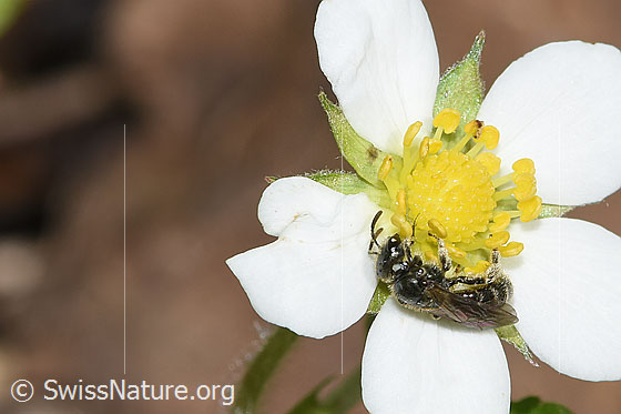 Foto: Wahrscheinlich Dunkelgrüne Schmalbiene (Lasioglossum morio) an Wald-Erdbeere (Fragaria vesca). Länge 6mm. Weibchen. Ansicht von der Seite.