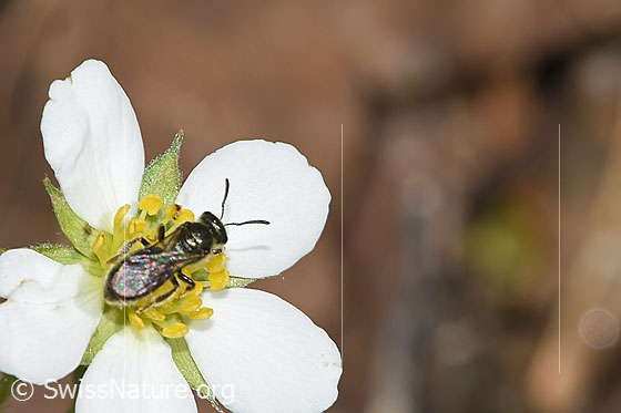 Photo: Probably Lasioglossum morio on Fragaria vesca. Length 6mm. Female. View from above.