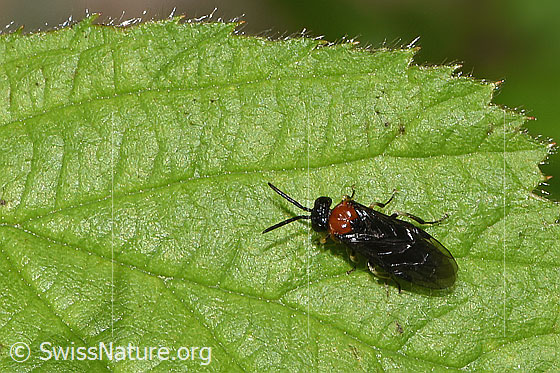 Foto: Sattel-Blattwespe (Eutomostethus ephippium). Länge 7mm. Ansicht von oben.