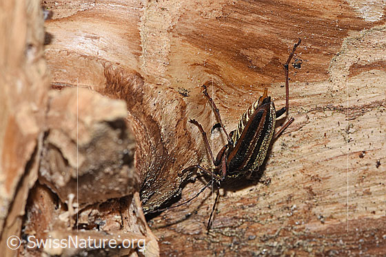Foto: Schulterbock (Oxymirus cursor). Länge 16 - 30mm. Weibchen. Wird auch Toxotus cursor genannt. Ansicht von hinten oben.
