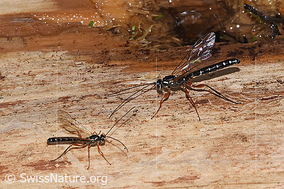Photo: Rhyssa persuasoria. Length 18 - 35mm. Male. Two specimens of different sizes. View from the side.