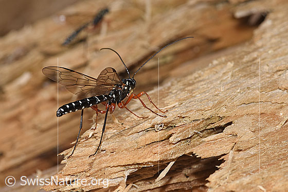 Photo: Rhyssa persuasoria. Length 18 - 35mm. Male. View diagonally from behind.