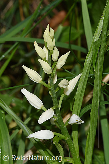 Foto: Langblättriges Waldvögelein (Cephalanthera longifolia). Blütenstand.