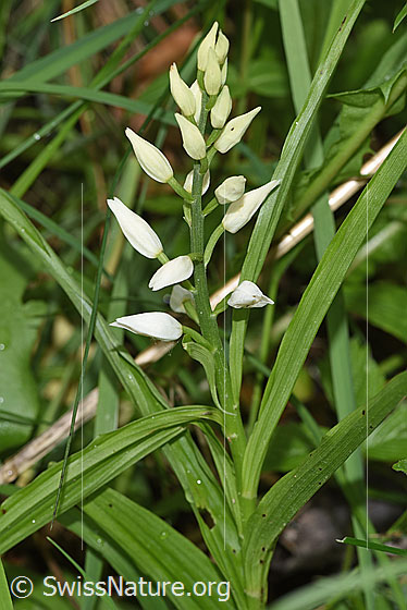 Photo: Cephalanthera longifolia. Whole plant (habiti).