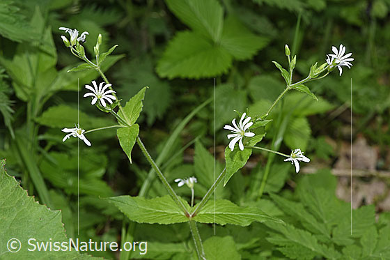 Foto: Gewöhnliche Hain-Sternmiere (Stellaria nemorum). Ganze Pflanze (Habitus).