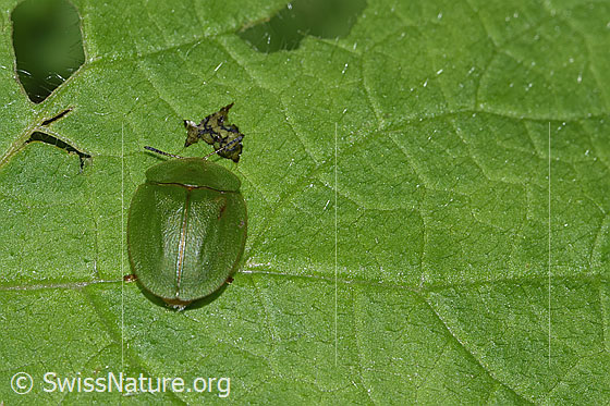 Grüner Schildkäfer (Cassida viridis)