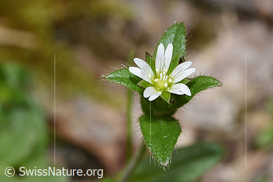 Gewöhnliches Hornkraut (Cerastium fontanum ssp. vulgare)