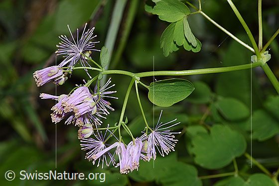 Foto: Akeleiblättrige Wiesenraute (Thalictrum aquilegiifolium). Blüten.
