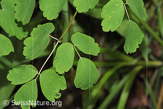 Foto: Akeleiblättrige Wiesenraute (Thalictrum aquilegiifolium). Blätter.