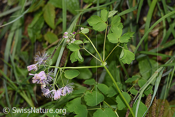 Foto: Akeleiblättrige Wiesenraute (Thalictrum aquilegiifolium). Blüten, Stängel und Blätter.