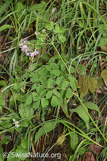 Foto: Akeleiblättrige Wiesenraute (Thalictrum aquilegiifolium). Ganze Pflanze (Habitus).