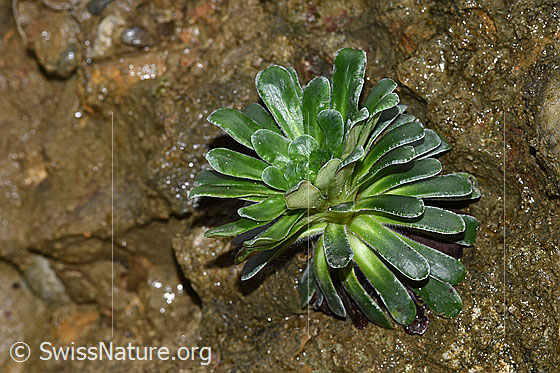 Photo: Saxifraga mutata. Leaf rosette.