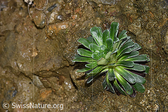 Photo: Saxifraga mutata. Leaf rosette.