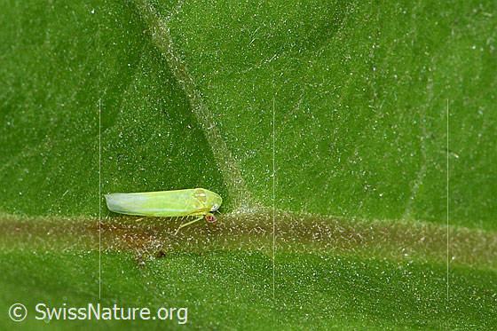 Photo: Empoasca vitis. Length 4mm. View from the side.