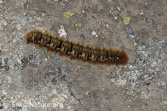 Photo: Caterpillar of Lasiocampa quercus. View from the side above.