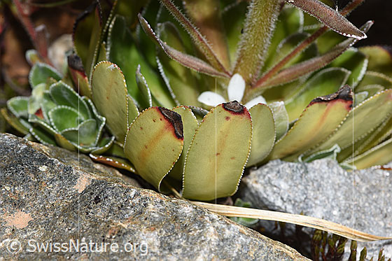 Photo: Saxifraga cotyledon. Leaf rosette.