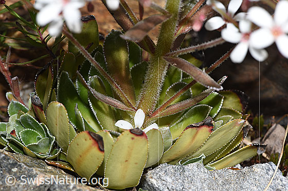 Photo: Saxifraga cotyledon. Leaf rosette and stem.