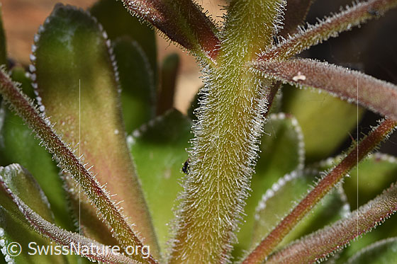 Photo: Saxifraga cotyledon. Stem. The stem has glandular hairs.