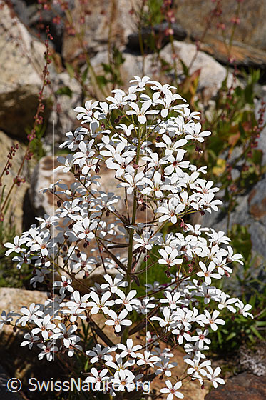 Photo: Saxifraga cotyledon. Inflorescence.