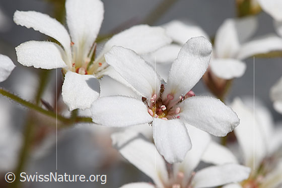 Photo: Saxifraga cotyledon. Blossoms.