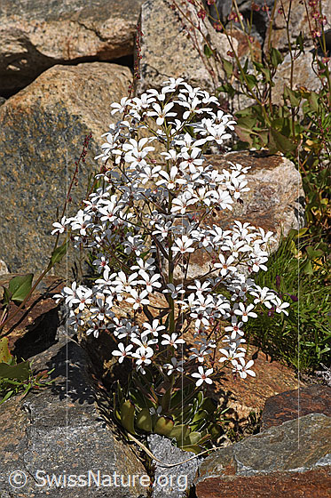 Photo: Saxifraga cotyledon. Whole plant. Height: 30cm.