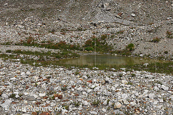 Foto: Karges, flaches Gletschervorfeld mit Tümpel und wenig Vegetation. Eisbedeckt bis ca. 2014. Westlicher Teil.